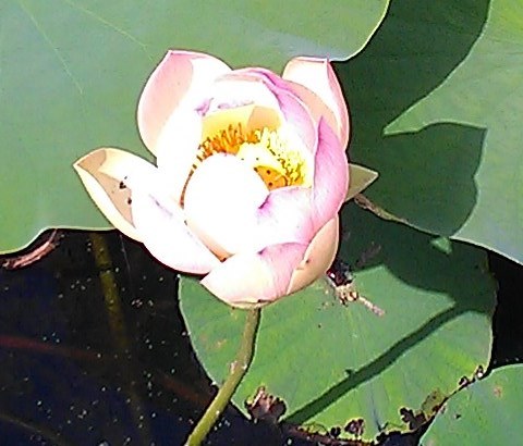 Lotus flower photo by shannon mayhew